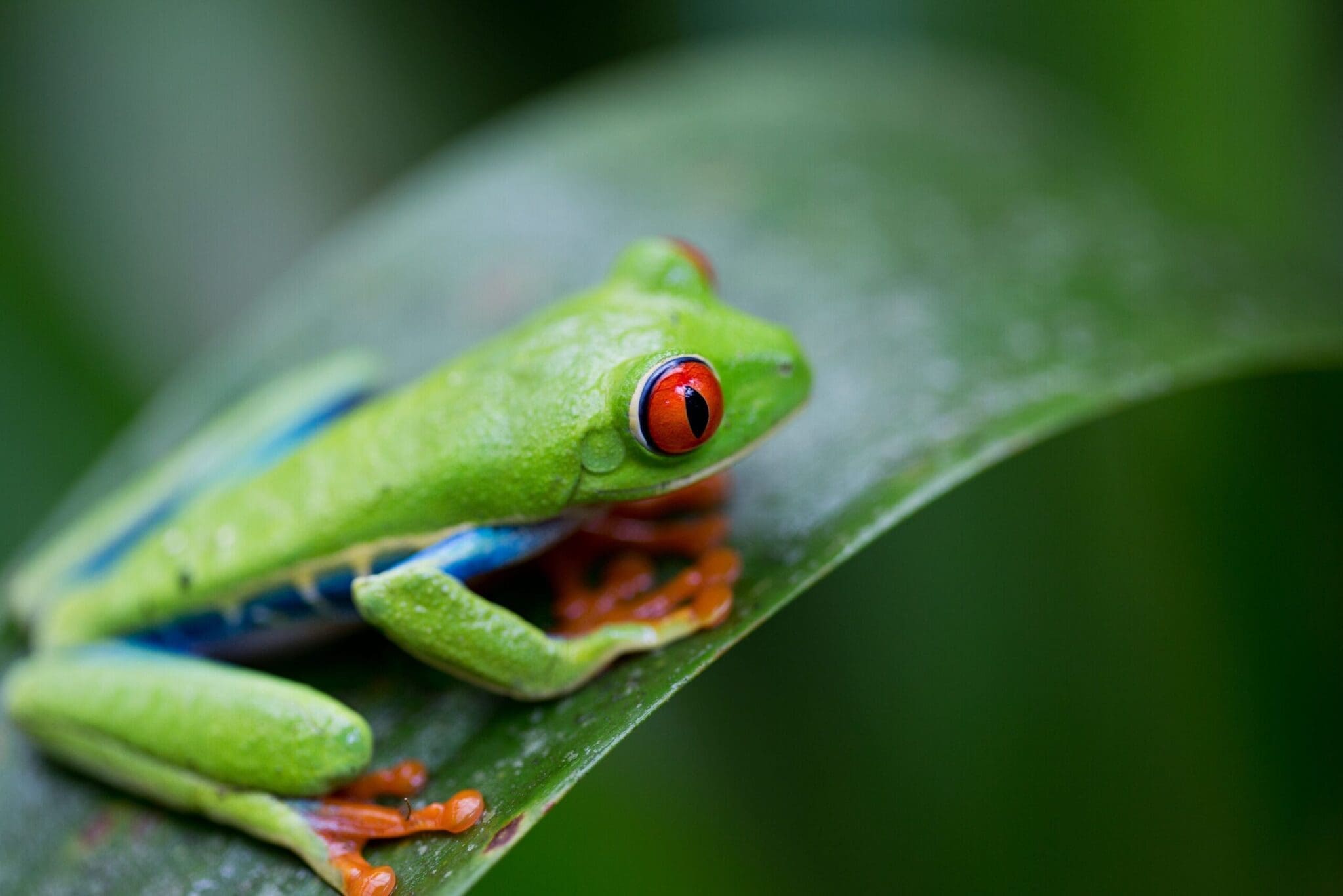 Red Eyed Tree Frog