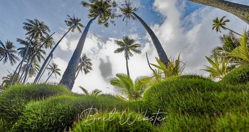 Trailside Palms of Bora Bora