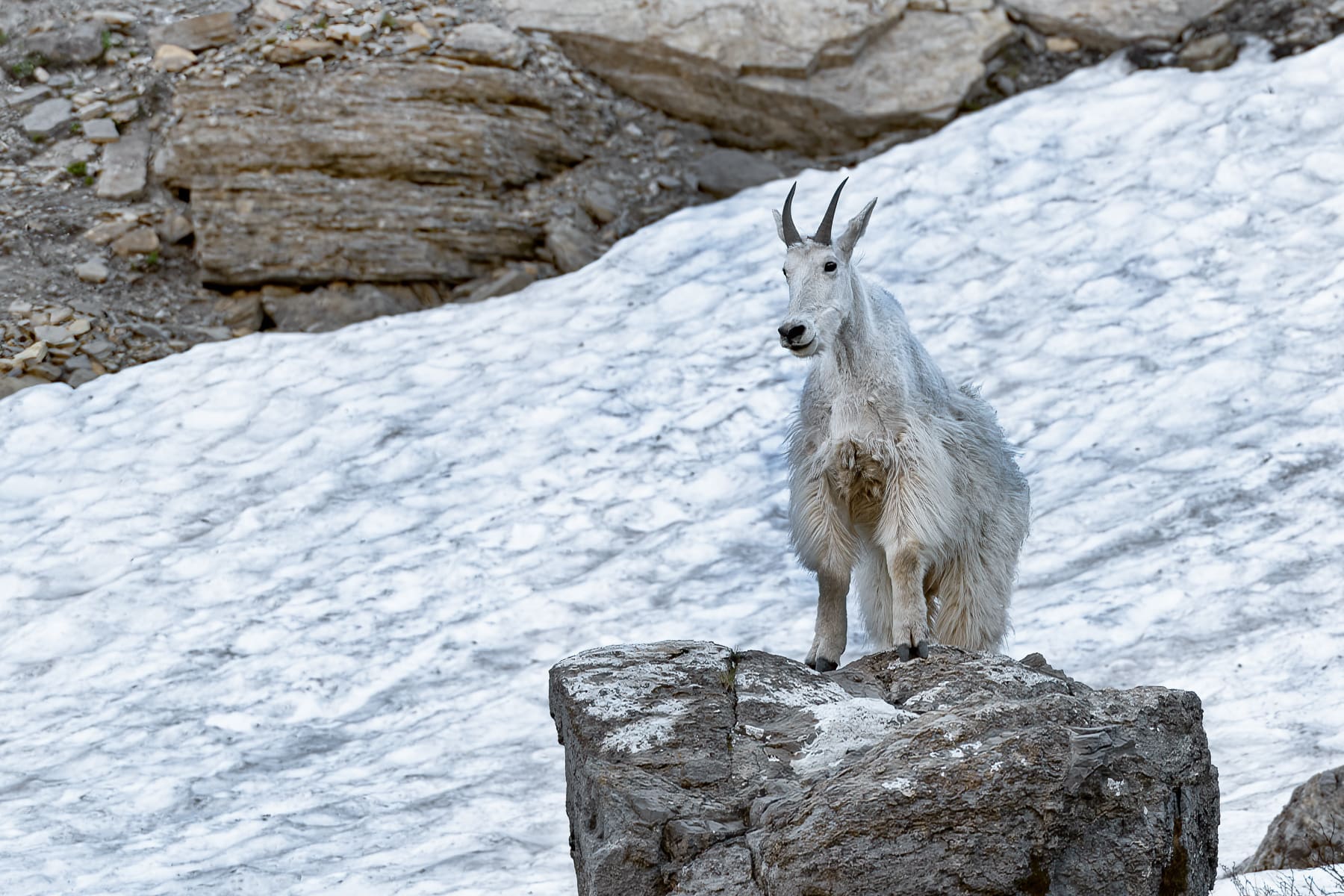 Mountain King Horizontal