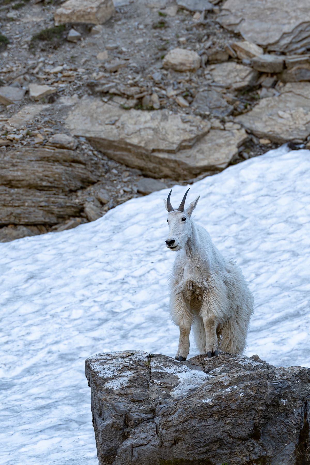 Mountain King Vertical