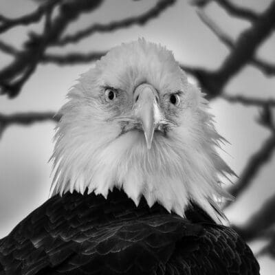 What the Hell are You Doing B&W