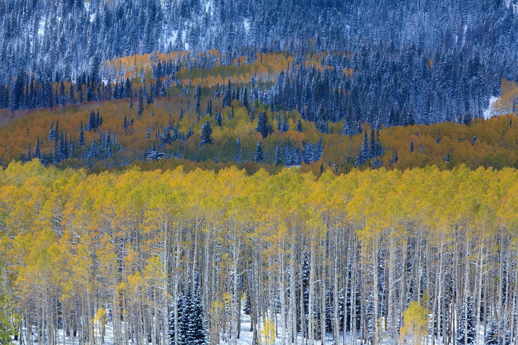 Aspen Color Line