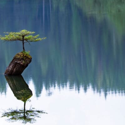 Fairy Tree 1.5